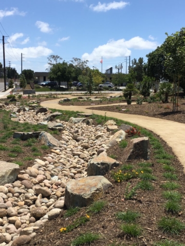 Walking path through new drought-friendly landscape