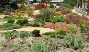 Drought-friendly landscaping
