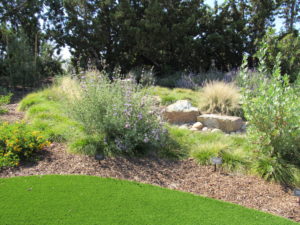 Drought-friendly landscaping with minimal grass